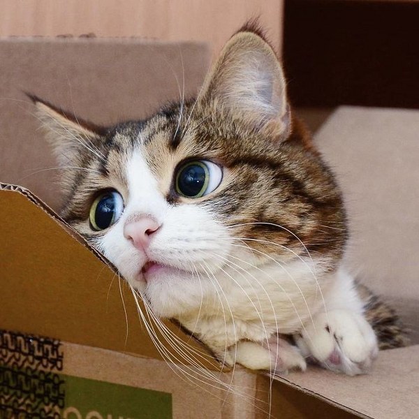 İnternette fenomen olan evcil hayvanların sonuncusu: Binbir surat Rexie A24