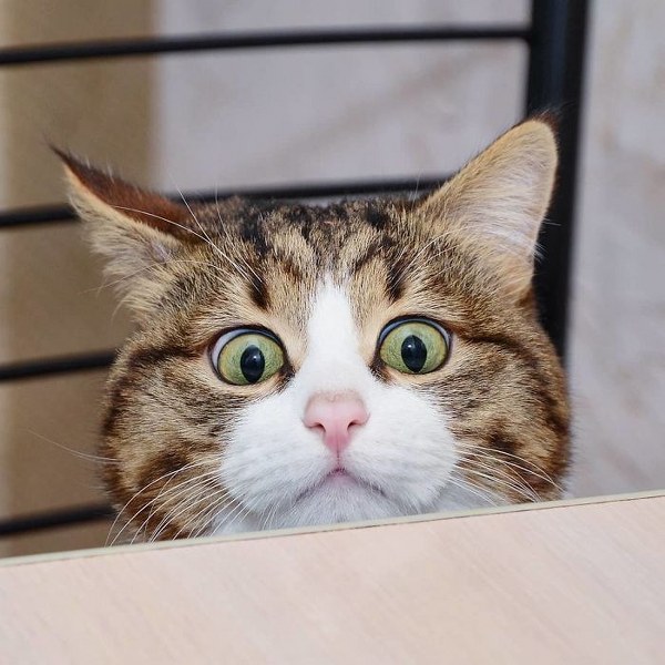 İnternette fenomen olan evcil hayvanların sonuncusu: Binbir surat Rexie A24