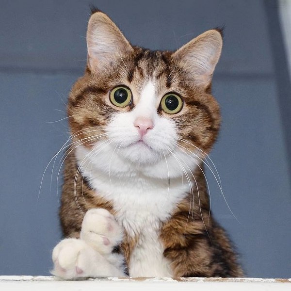 İnternette fenomen olan evcil hayvanların sonuncusu: Binbir surat Rexie A24