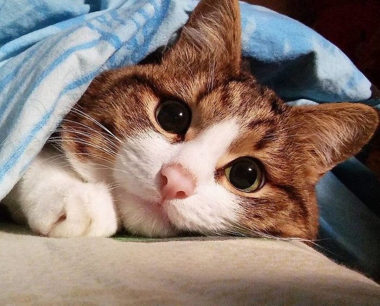 İnternette fenomen olan evcil hayvanların sonuncusu: Binbir surat Rexie A24