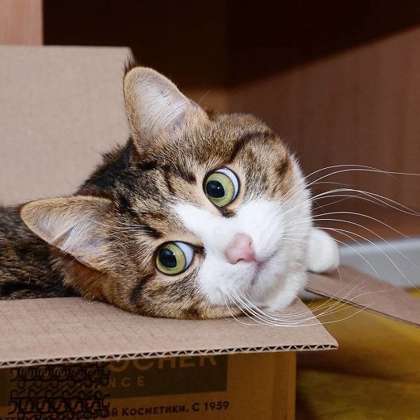 İnternette fenomen olan evcil hayvanların sonuncusu: Binbir surat Rexie A24