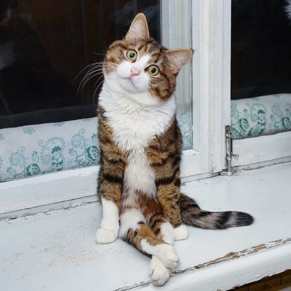 İnternette fenomen olan evcil hayvanların sonuncusu: Binbir surat Rexie A24