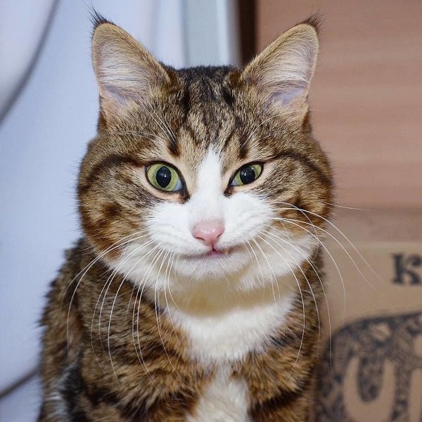 İnternette fenomen olan evcil hayvanların sonuncusu: Binbir surat Rexie A24