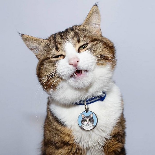 İnternette fenomen olan evcil hayvanların sonuncusu: Binbir surat Rexie A24