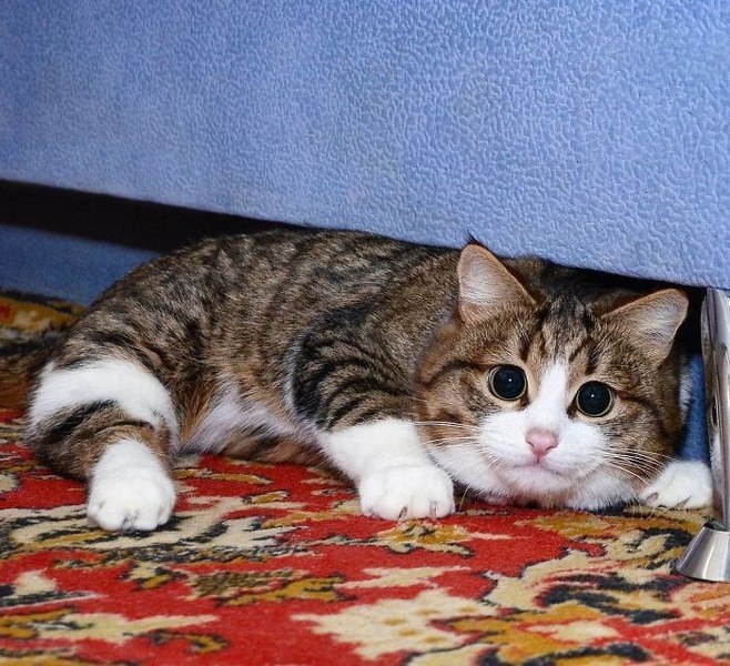 İnternette fenomen olan evcil hayvanların sonuncusu: Binbir surat Rexie A24