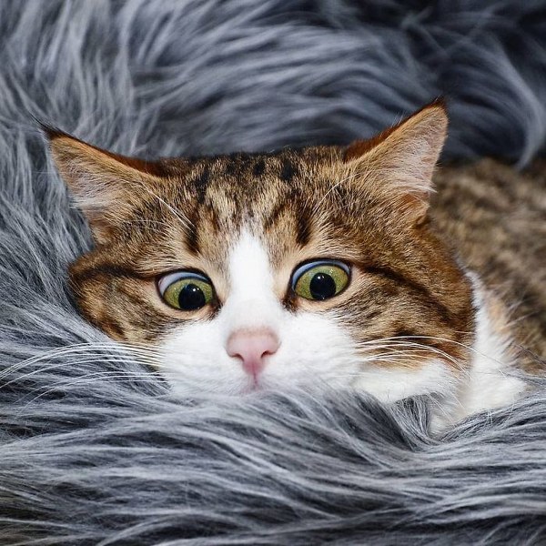 İnternette fenomen olan evcil hayvanların sonuncusu: Binbir surat Rexie A24