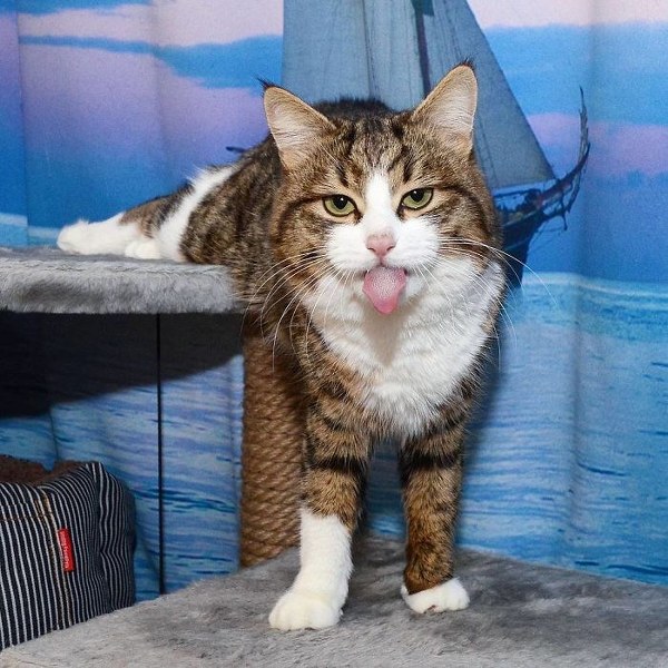 İnternette fenomen olan evcil hayvanların sonuncusu: Binbir surat Rexie A24