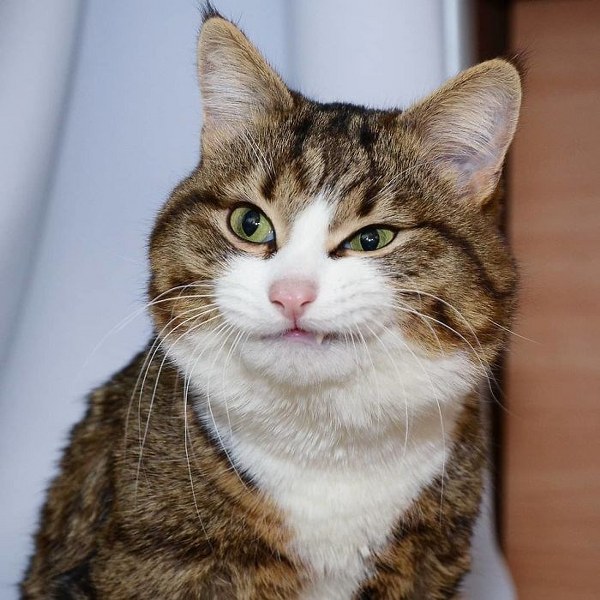 İnternette fenomen olan evcil hayvanların sonuncusu: Binbir surat Rexie A24