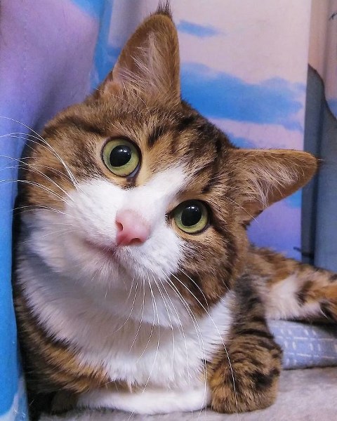 İnternette fenomen olan evcil hayvanların sonuncusu: Binbir surat Rexie A24