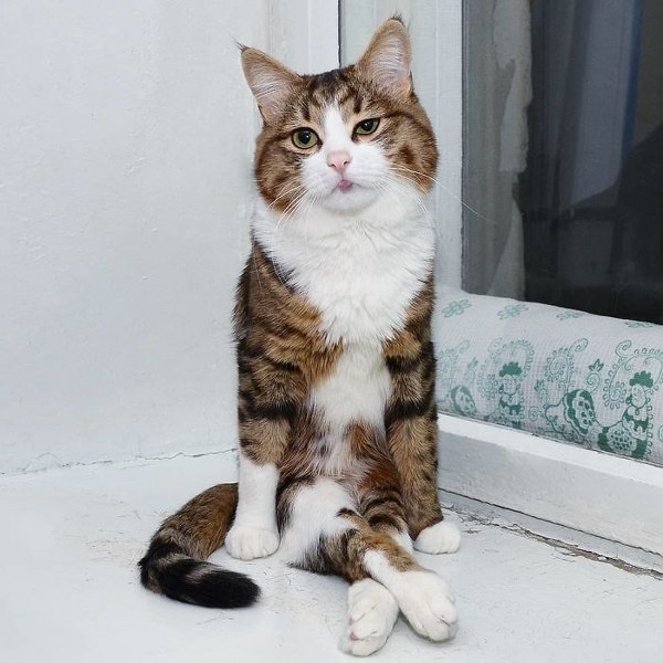 İnternette fenomen olan evcil hayvanların sonuncusu: Binbir surat Rexie A24