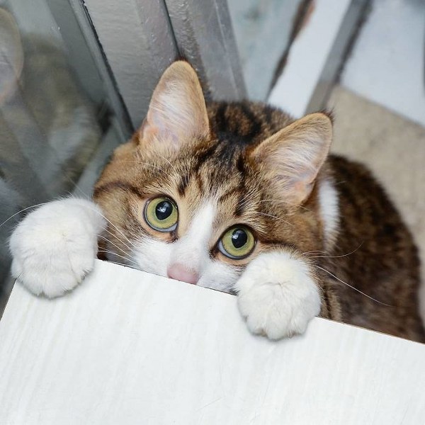 İnternette fenomen olan evcil hayvanların sonuncusu: Binbir surat Rexie A24