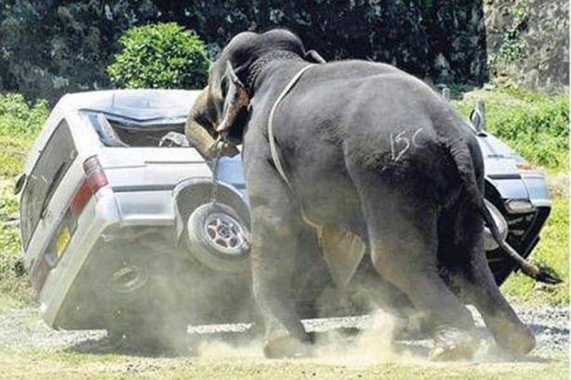 Vahşi doğanın en vahşi anları A24