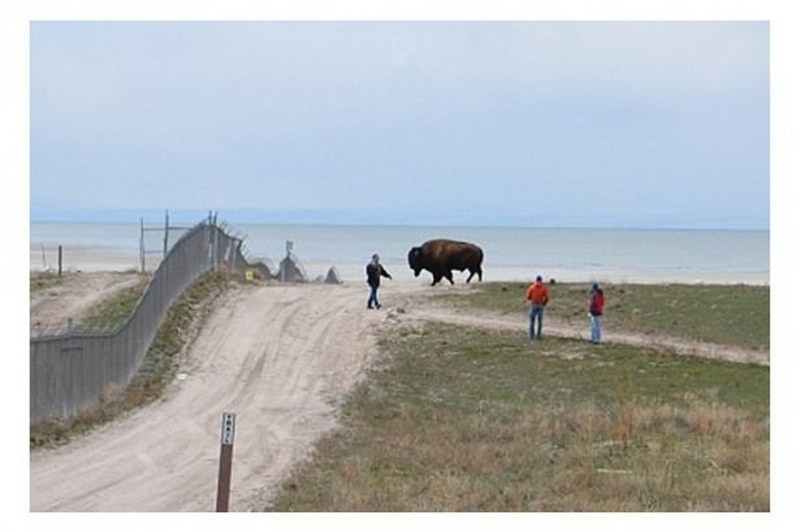 Vahşi doğanın en vahşi anları A24