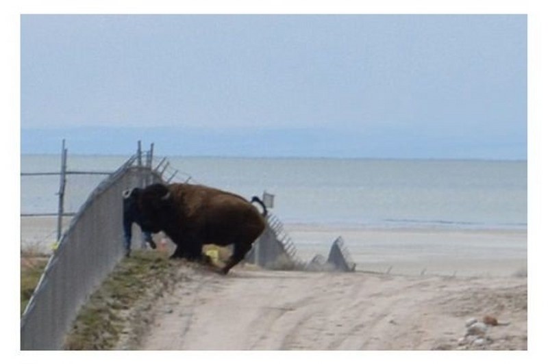 Vahşi doğanın en vahşi anları A24