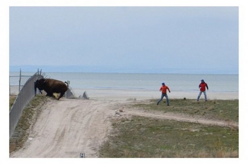 Vahşi doğanın en vahşi anları A24