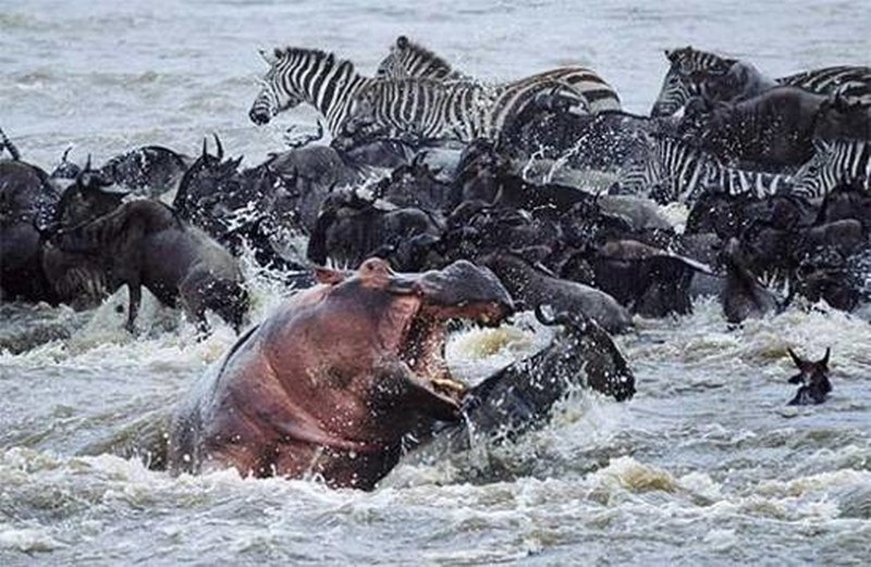 Vahşi doğanın en vahşi anları A24