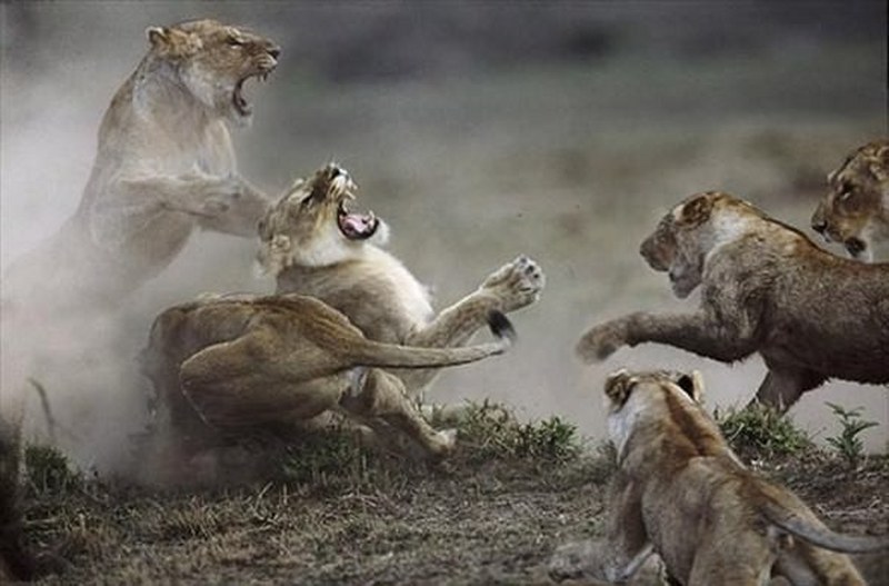 Vahşi doğanın en vahşi anları A24