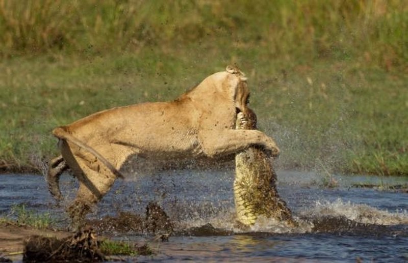 Vahşi doğanın en vahşi anları A24