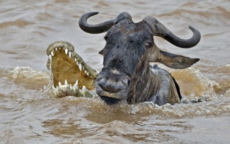 Vahşi doğanın en vahşi anları A24