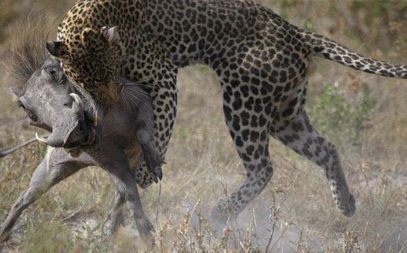 Vahşi doğanın en vahşi anları A24