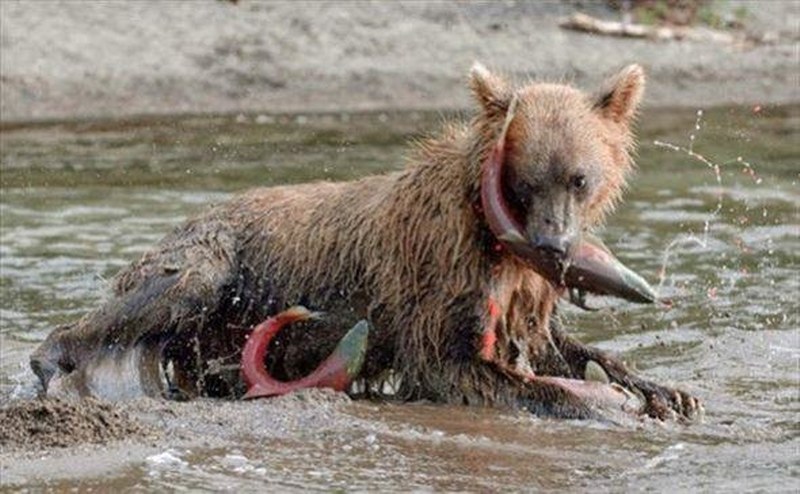 Vahşi doğanın en vahşi anları A24