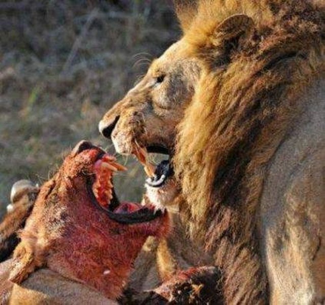 Vahşi doğanın en vahşi anları A24