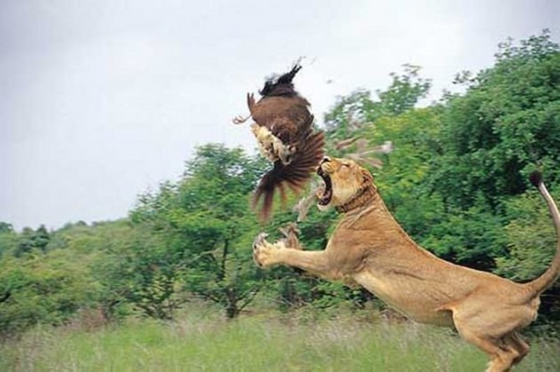 Vahşi doğanın en vahşi anları A24