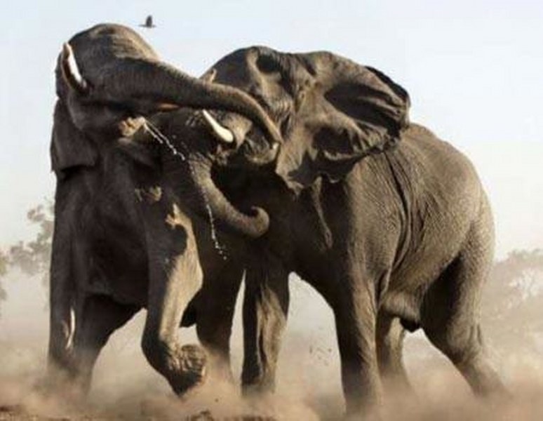 Vahşi doğanın en vahşi anları A24