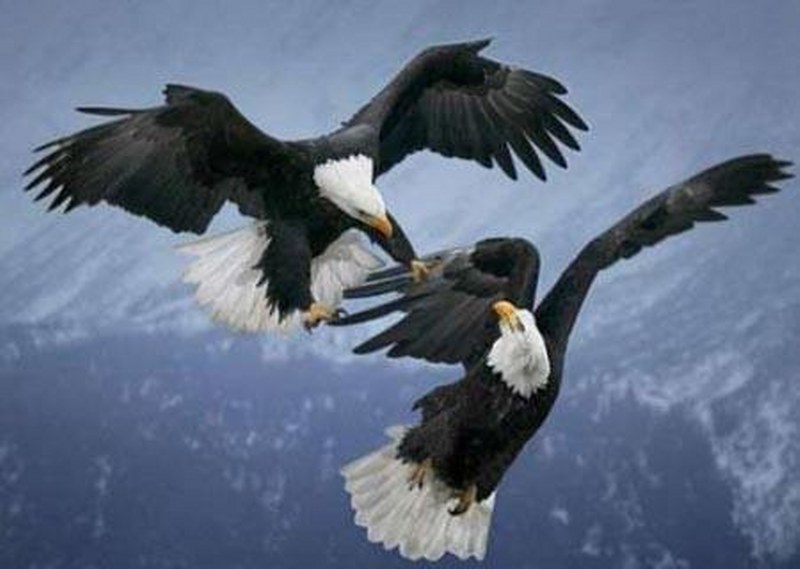 Vahşi doğanın en vahşi anları A24