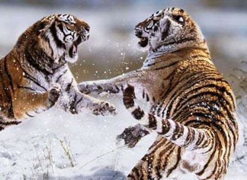 Vahşi doğanın en vahşi anları A24