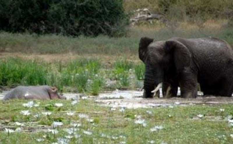 Vahşi doğanın en vahşi anları A24