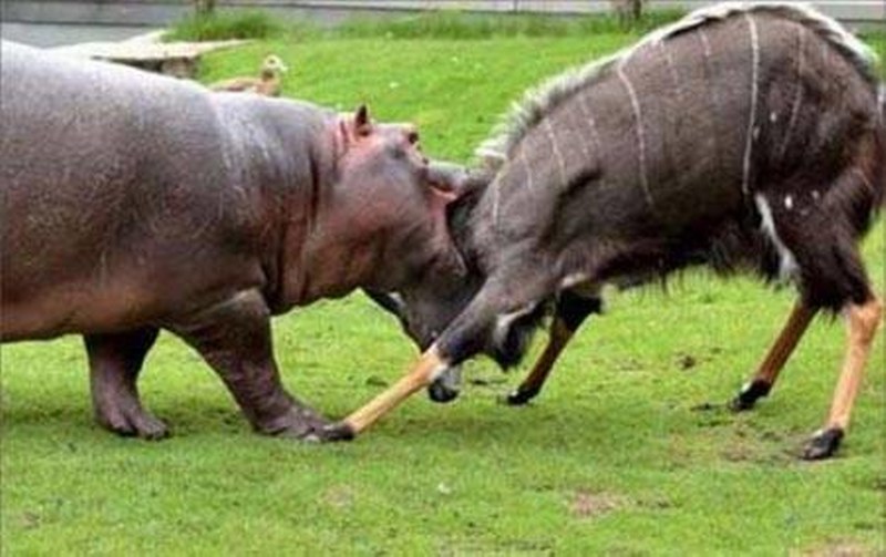 Vahşi doğanın en vahşi anları A24