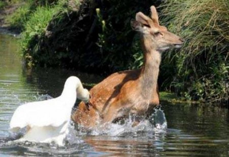 Vahşi doğanın en vahşi anları A24