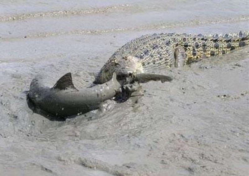 Vahşi doğanın en vahşi anları A24