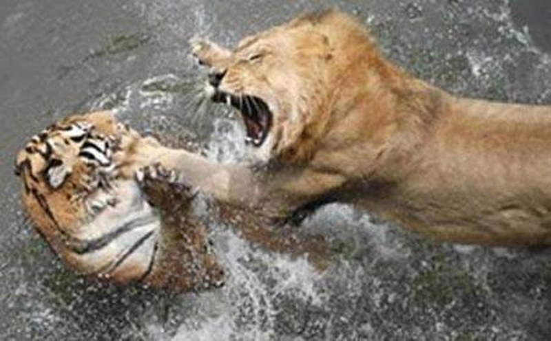 Vahşi doğanın en vahşi anları A24