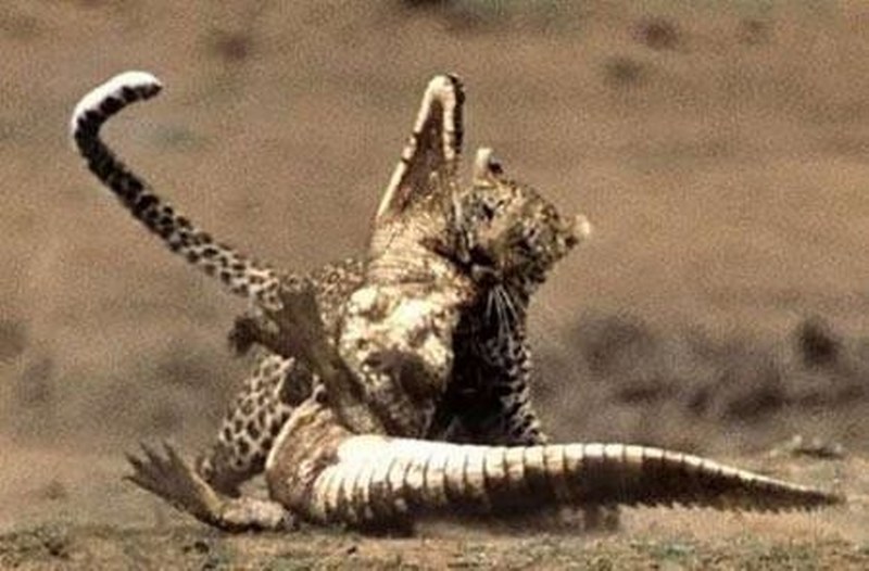 Vahşi doğanın en vahşi anları A24