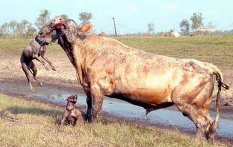 Vahşi doğanın en vahşi anları A24