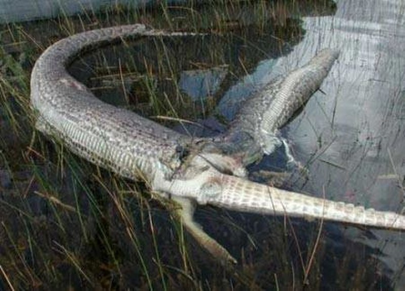 Vahşi doğanın en vahşi anları A24