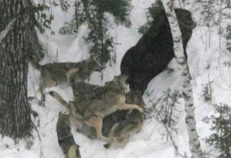 Vahşi doğanın en vahşi anları A24