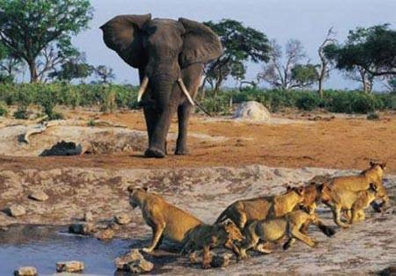 Vahşi doğanın en vahşi anları A24