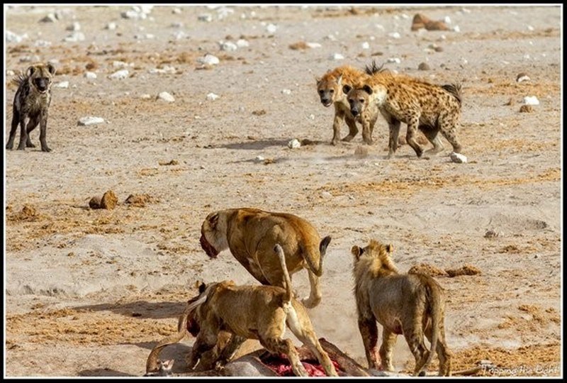 Vahşi doğanın en vahşi anları A24