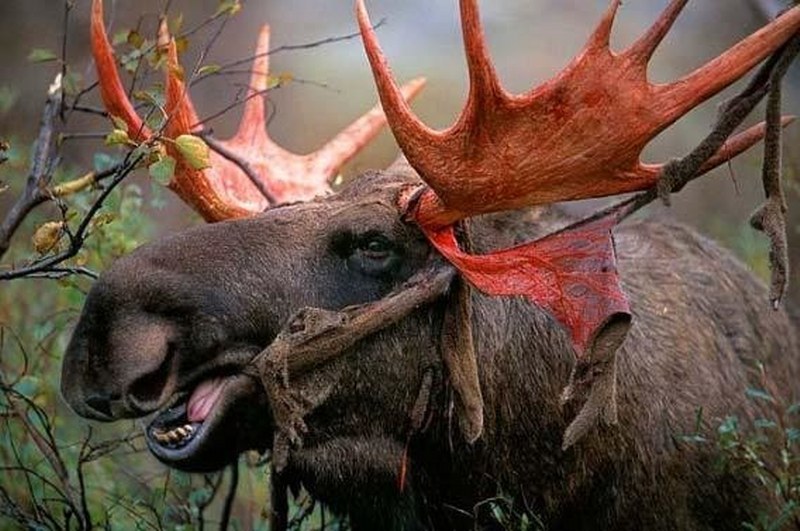 Vahşi doğanın en vahşi anları A24