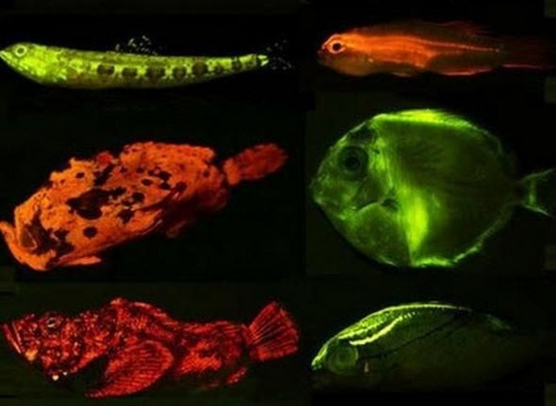 Az kişinin bildiği 24 bilimsel gerçek A24