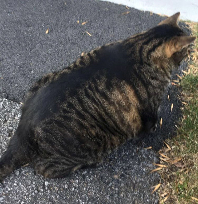 Sosyal medyanın en iri ve kaslı kedisi Buff ile tanışın A24