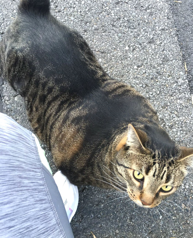 Sosyal medyanın en iri ve kaslı kedisi Buff ile tanışın A24