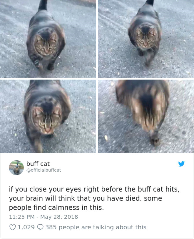 Sosyal medyanın en iri ve kaslı kedisi Buff ile tanışın A24