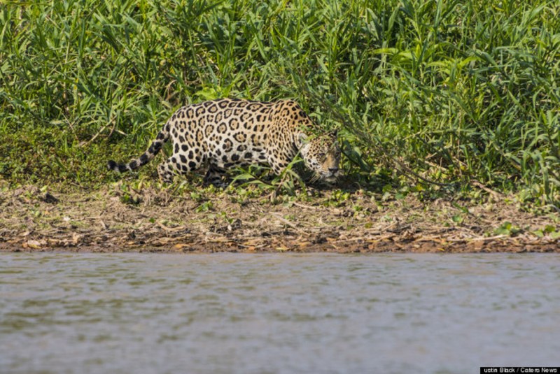Vahşi doğa görüntüsü! Jaguar timsahı avladı A24