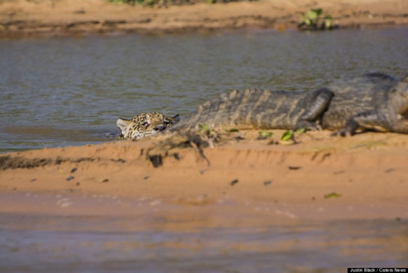 Vahşi doğa görüntüsü! Jaguar timsahı avladı A24