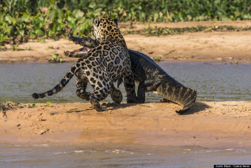 Vahşi doğa görüntüsü! Jaguar timsahı avladı A24