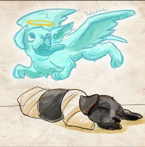 Sakarya'da yavru köpeğe yapılanlara isyan ettiler (Ünlülerden tepkiler) A24